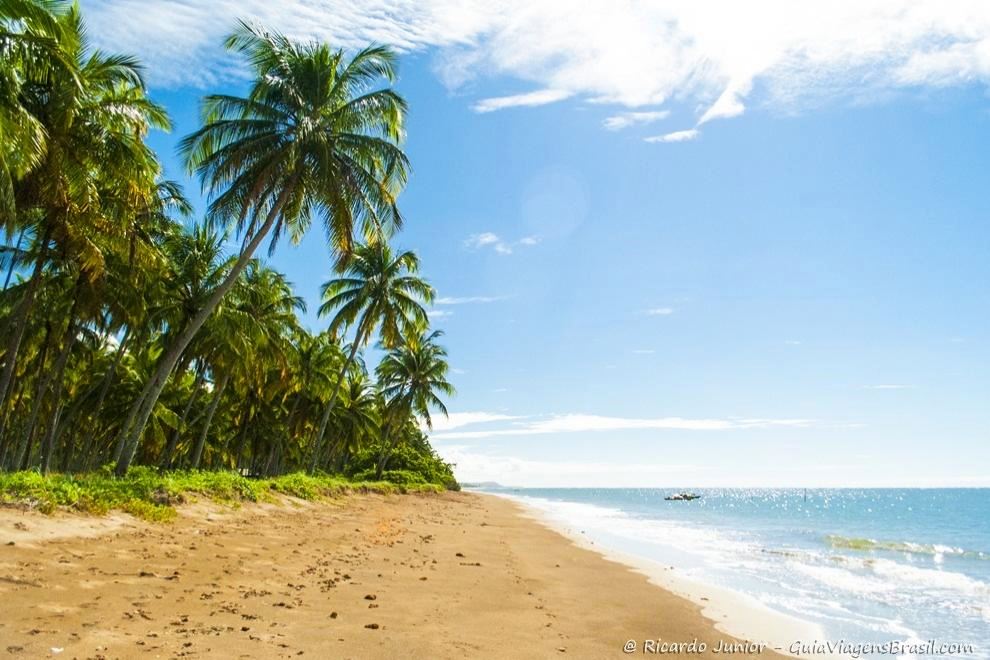 Imagem de coqueiros na praia do Patacho em Alagoas