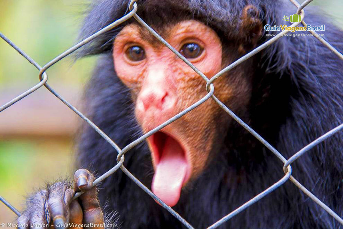 Imagem do rosto de um macaco.