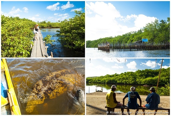 Imagens do Santuário do Peixe-Boi Marinho no Rio Tatuamunha em Porto de Pedras, Alagoas 