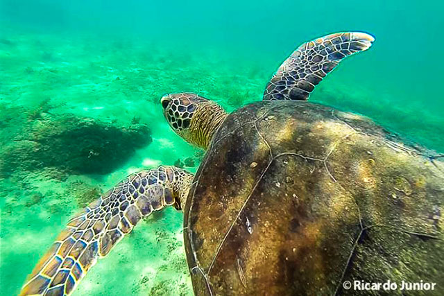 Mergulho com tartarugas marinhas em Angra dos Reis