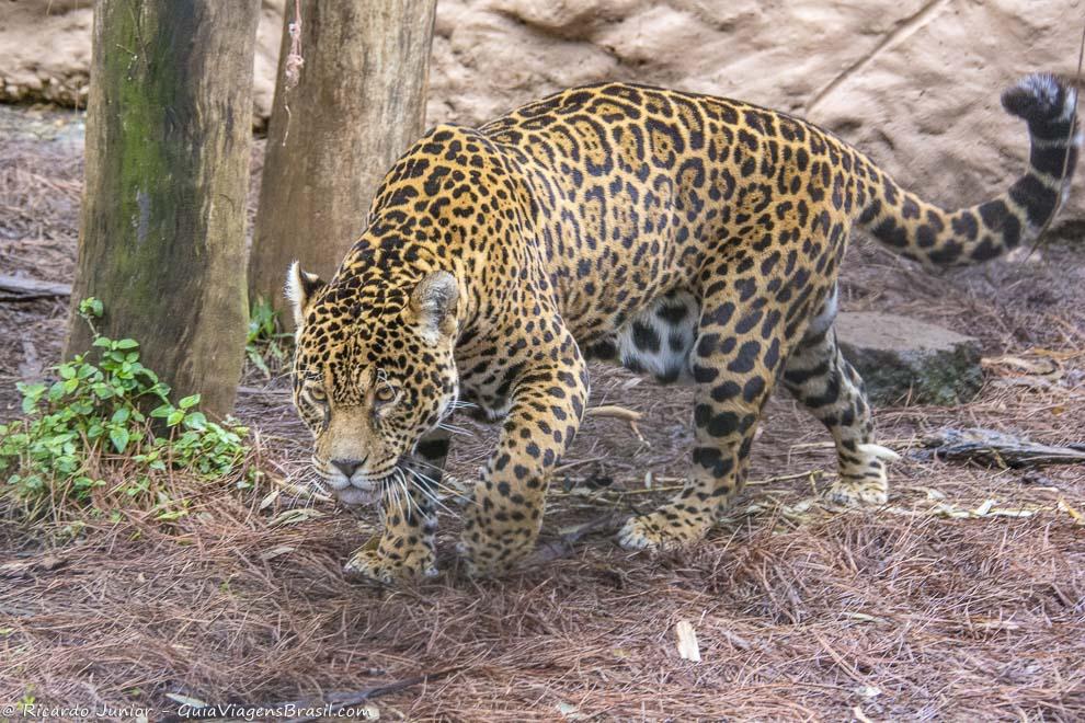 Leopardo no Gramadozoo, em Gramado, Rio Grande do Sul. Photograph by Ricardo Junior / www.ricardojuniorfotografias.com.br