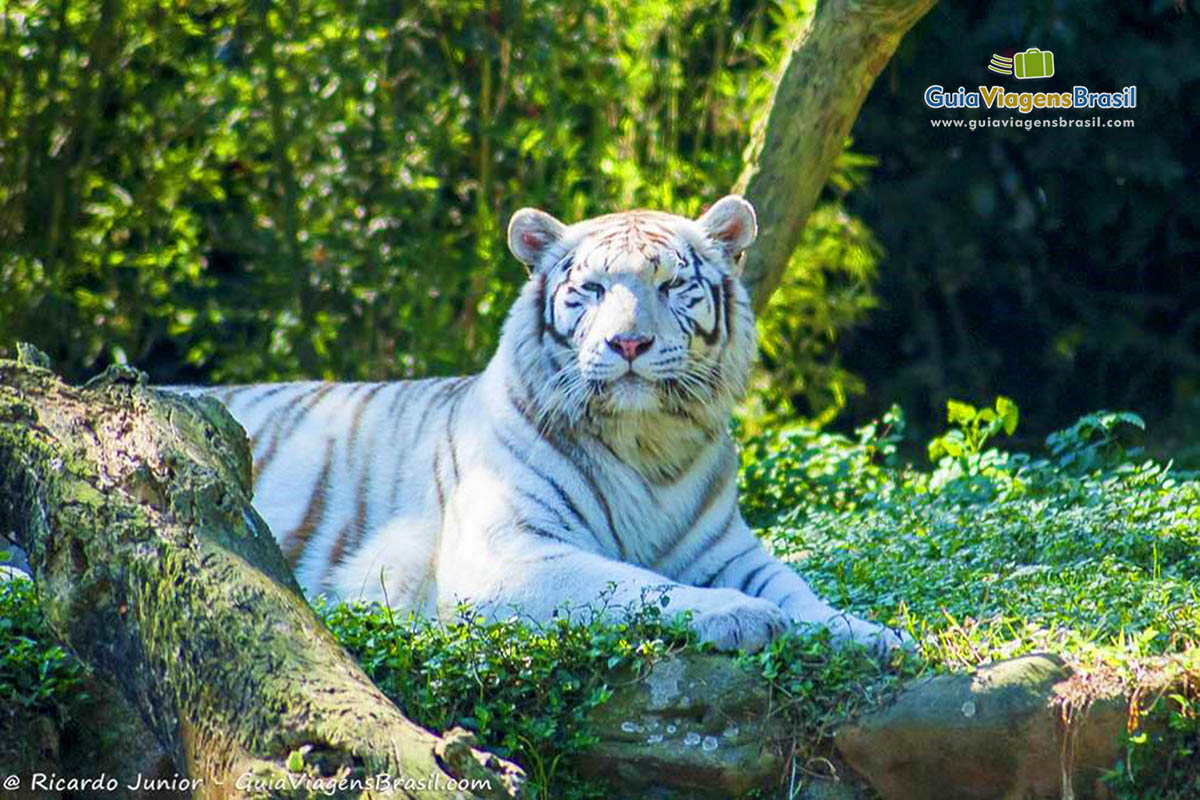 zoologico sao paulo safari