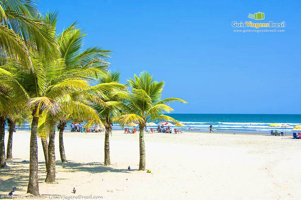 Foto coqueiros na Praia Grande.