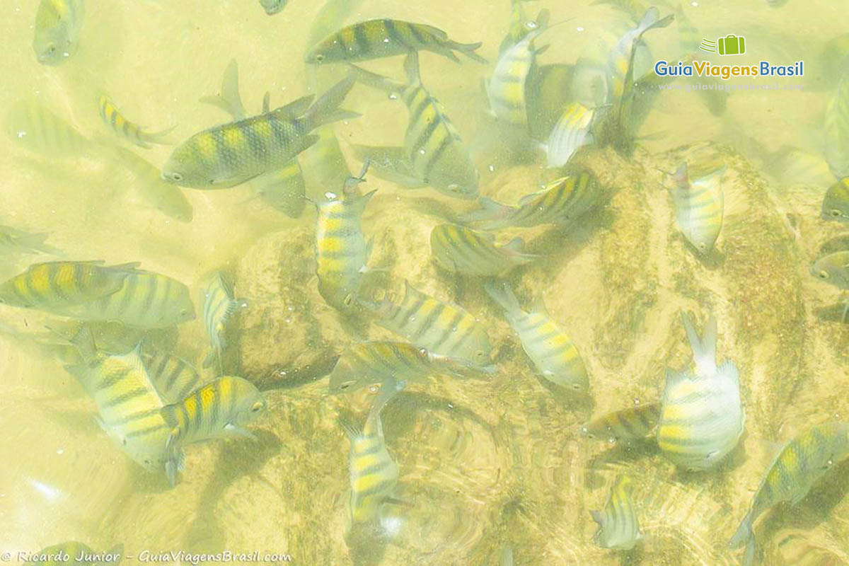 Foto peixinhos coloridos na praia.