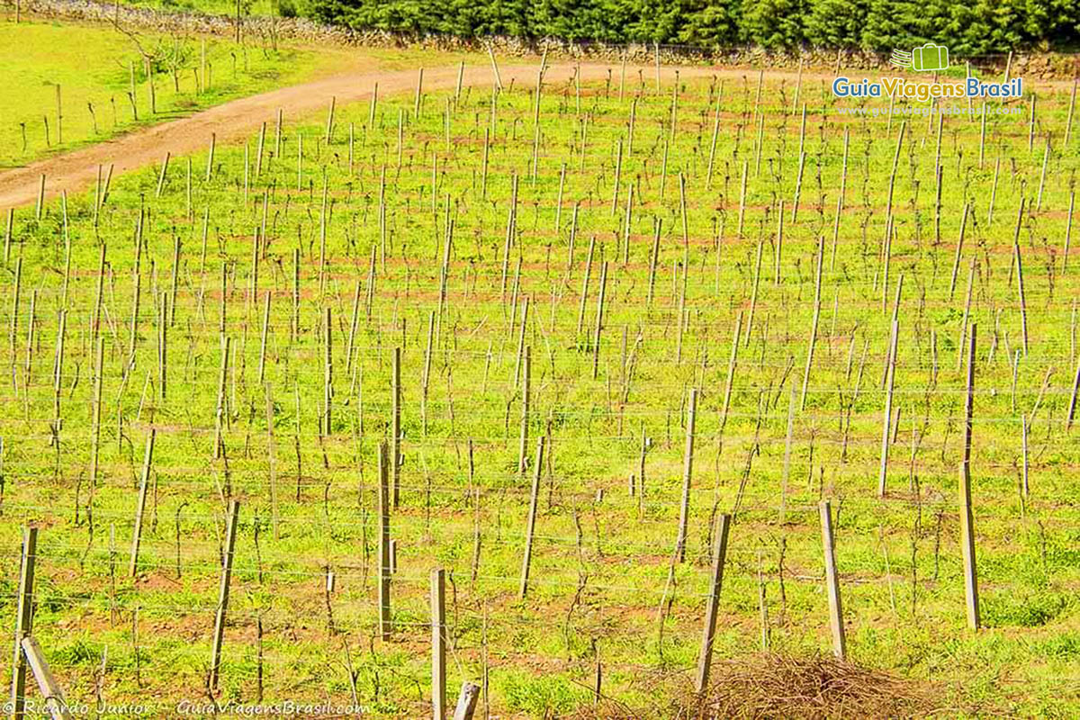 Plantação Vinícolas Catarinenses.