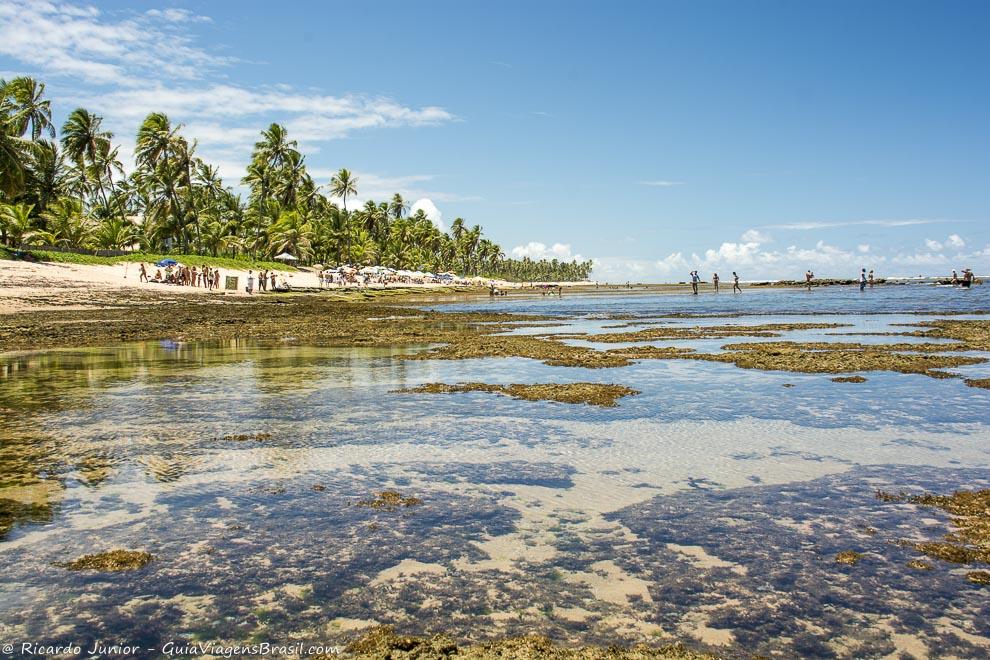 Imagem das águas translúcidas da Praia do Forte.