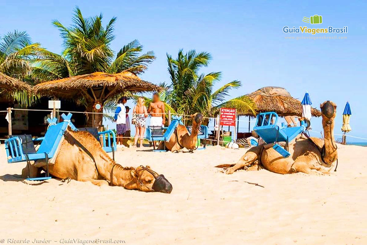 Imagem de dromedário descansando aguardo turistas para passeio.