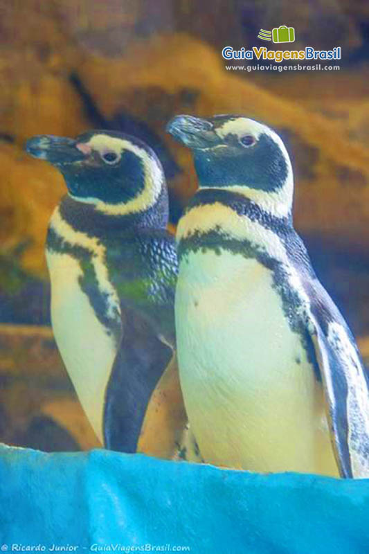 Imagem de lindos pássaros no Gramadozoo em Gramado.