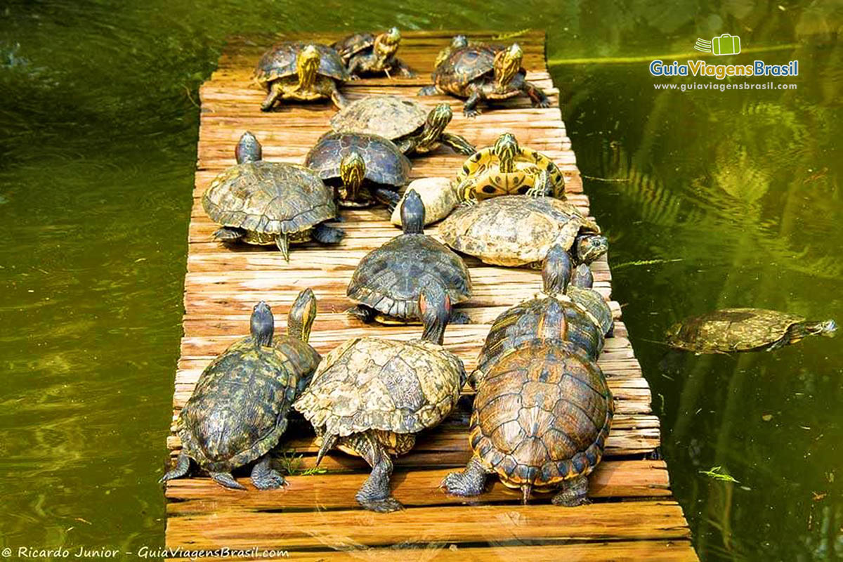 Imagem de belo animais no Jardim Botânico.