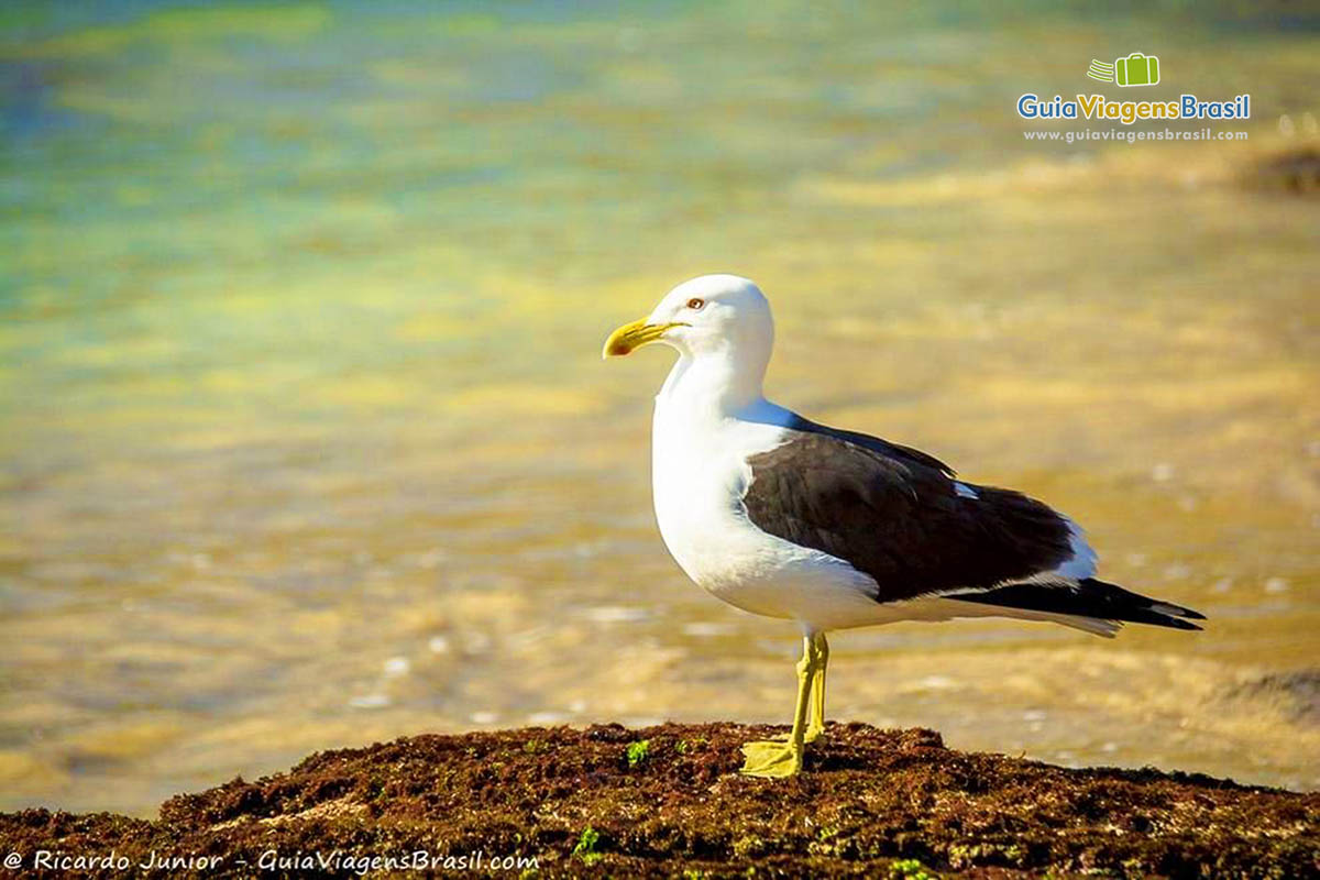 Imagem aproximada de um pássaro na Praia Ferradurinha.