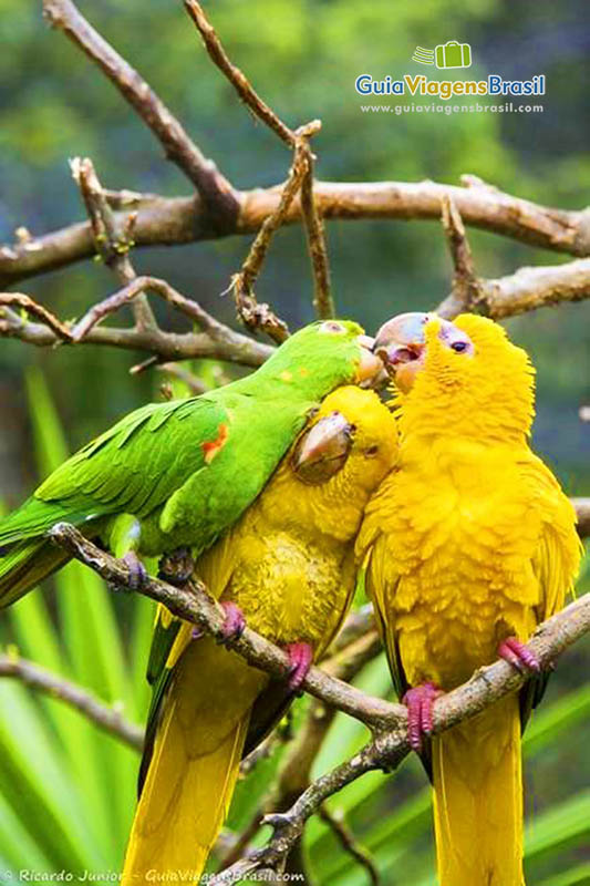 Imagem de araras amarela e verde no zoológico.