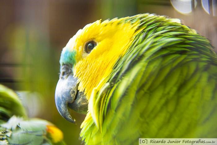 Imagem de ave amarela, no Parque das Aves.