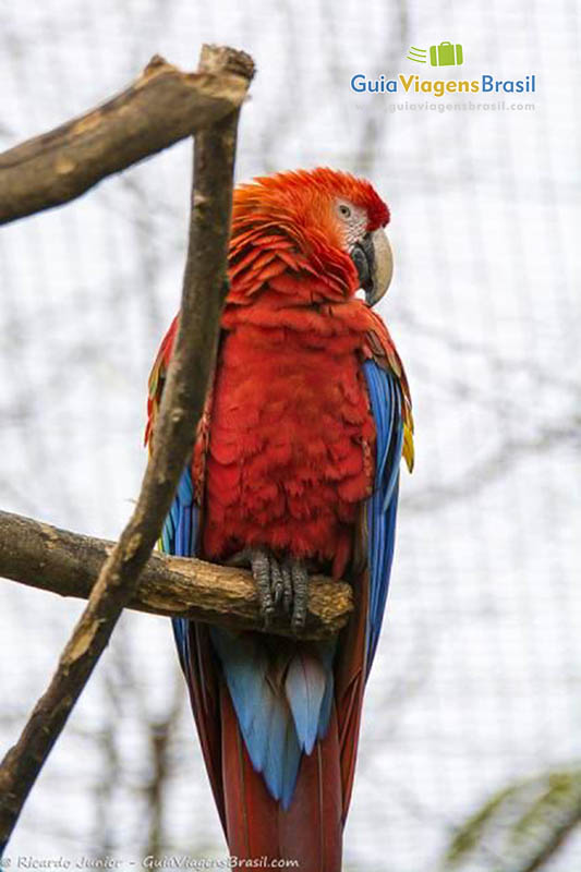 Imagem de perfil de uma arara vermelha em cima de um galho.