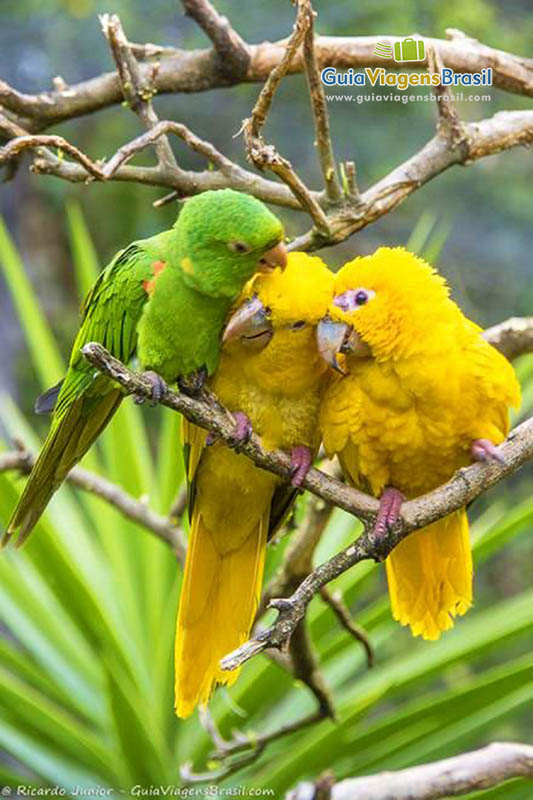 Imagem de duas araras amarelas e uma verde em cima de um galho.