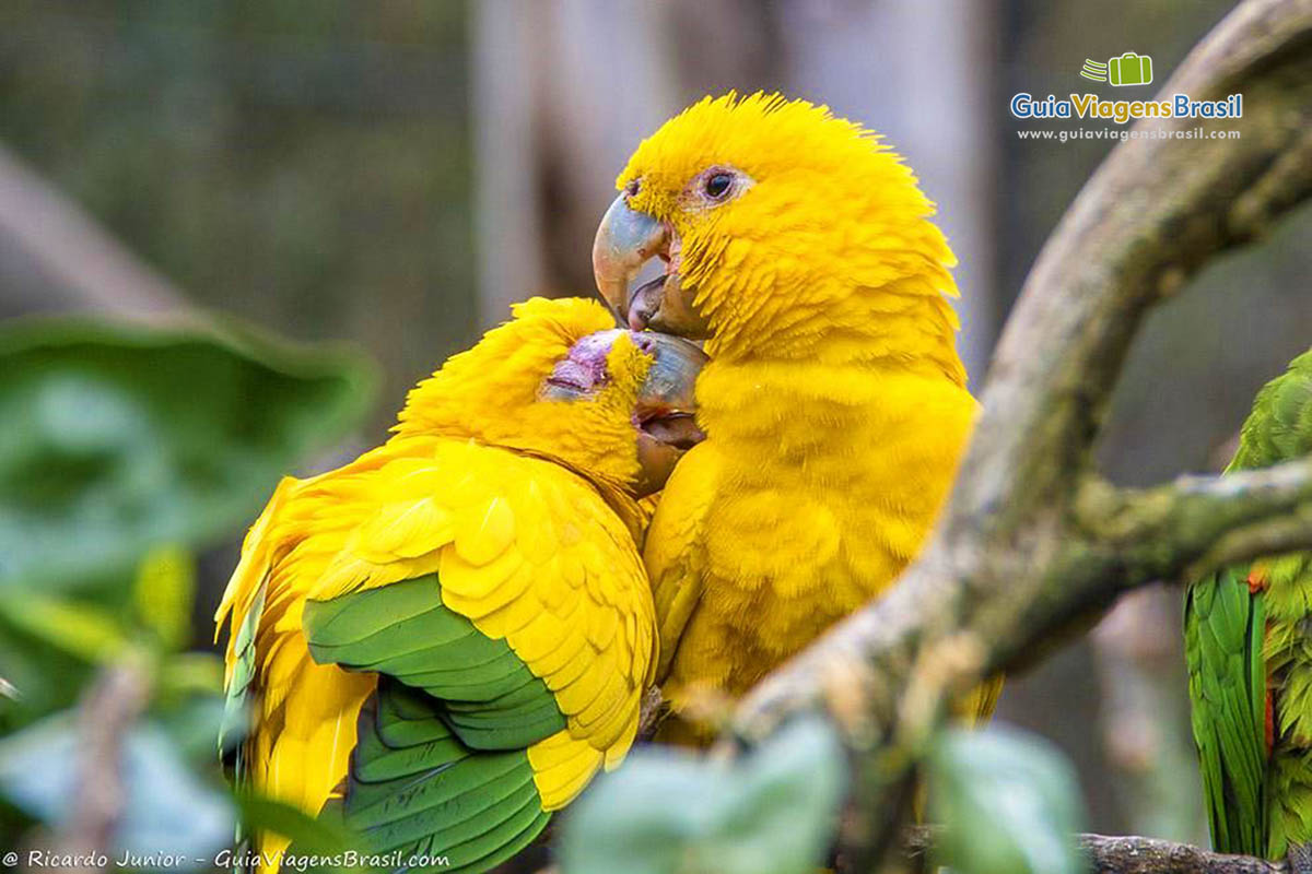 Imagem de casal de arara amarela.