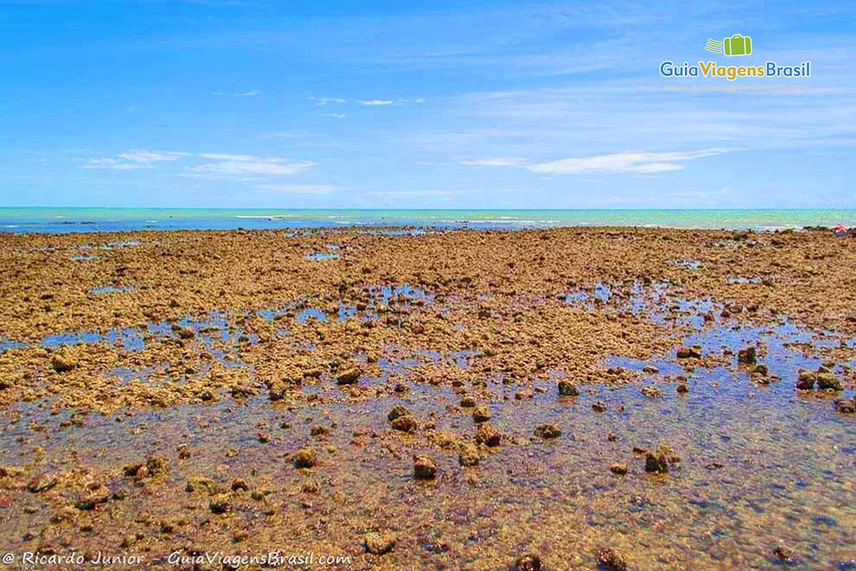 Imagem de corais na Praia do Coqueiro.