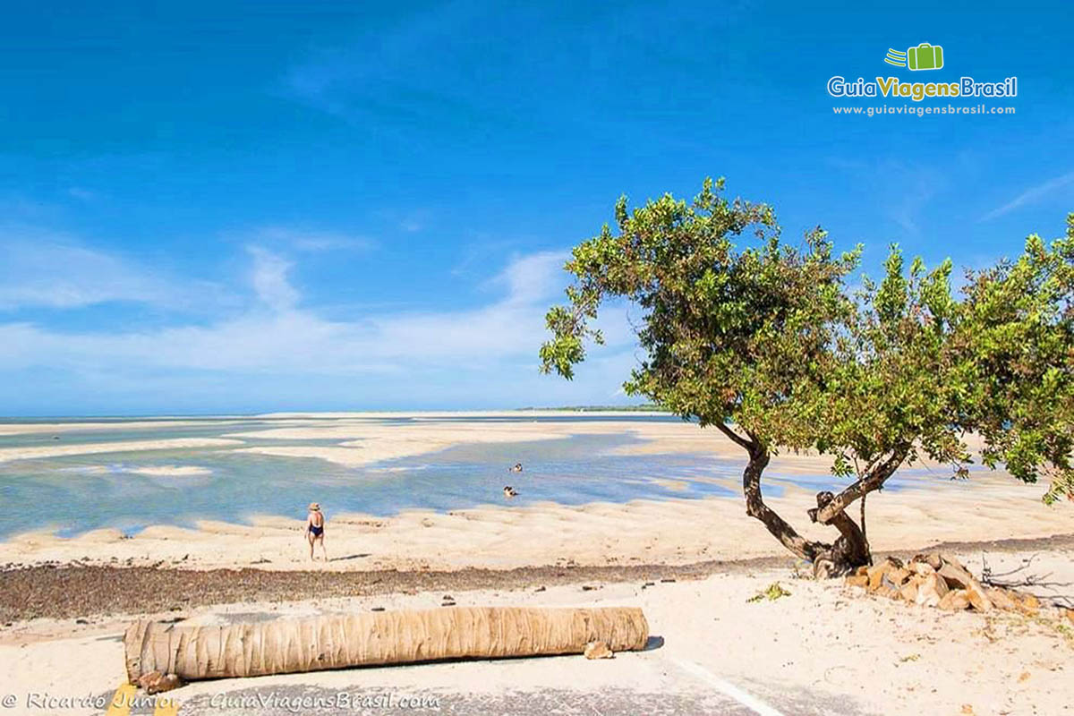 Imagem de uma árvore e crianças na piscina natural ao fundo da paisagem.