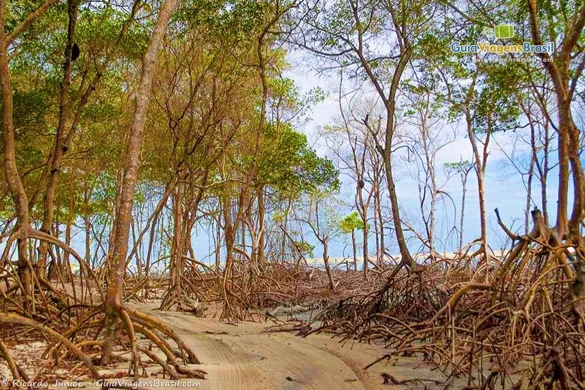 Imagem das raízes das árvores para fora da terra.