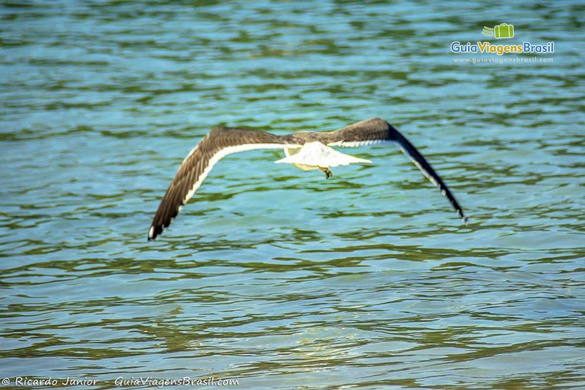 Imagem de uma ave sobrevoando o mar da linda praia de Búzios.
