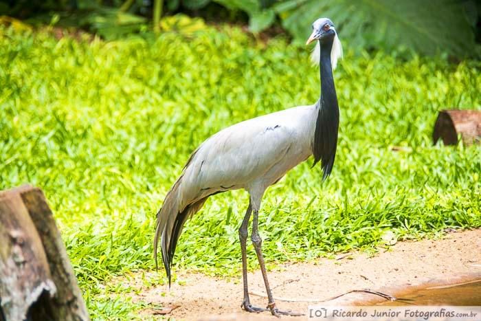 Imagem de todo tipo de aves.