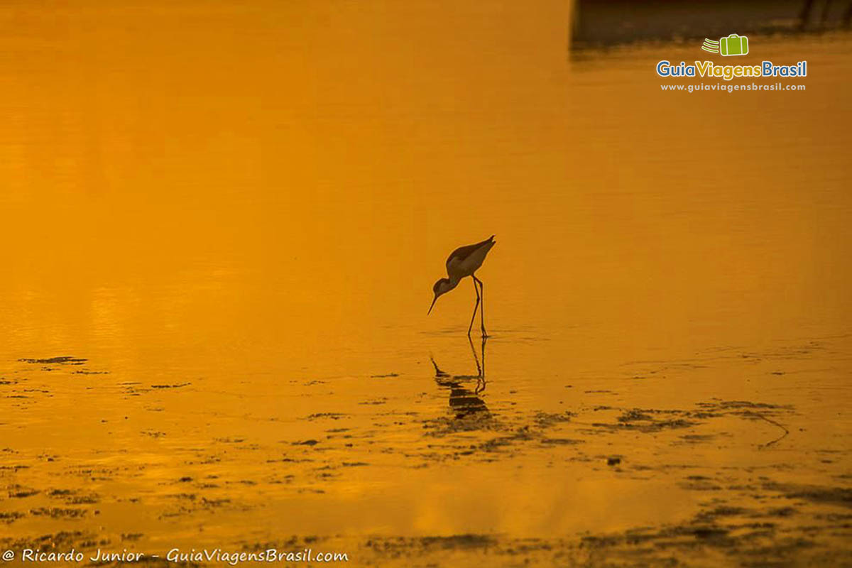 Imagem de uma ave na beira do mar refletindo o céu alaranjado de um lindo fim de tarde.