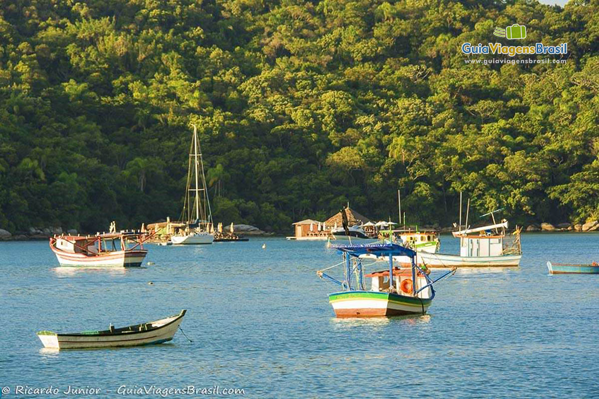 Imagem de barcos de pescador no mar e ao fundo belas árvores.