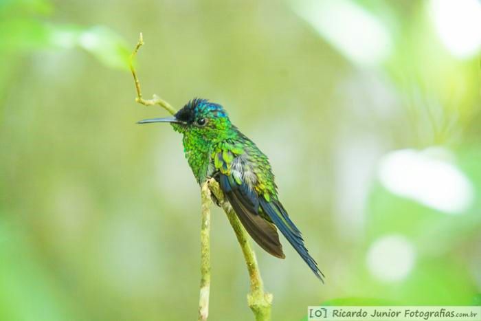 Imagem de um belíssimo beija-flor.