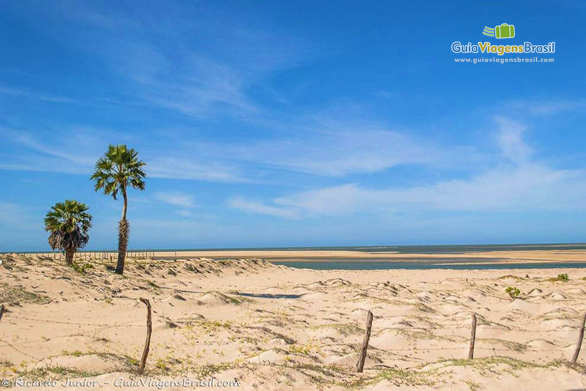 Imagem das areias com duas árvores e ao fundo rio.