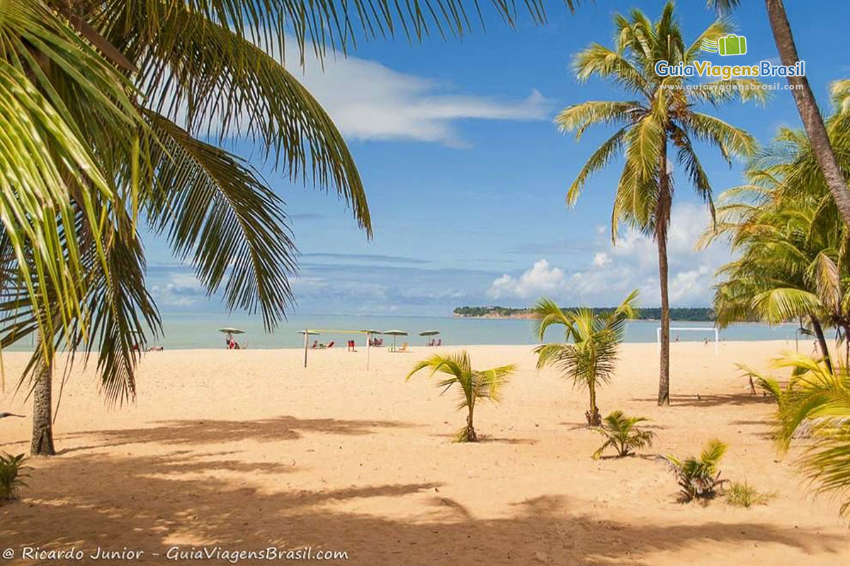 Imagem de coqueiros de vários tamanho na Praia Cabo Branco.