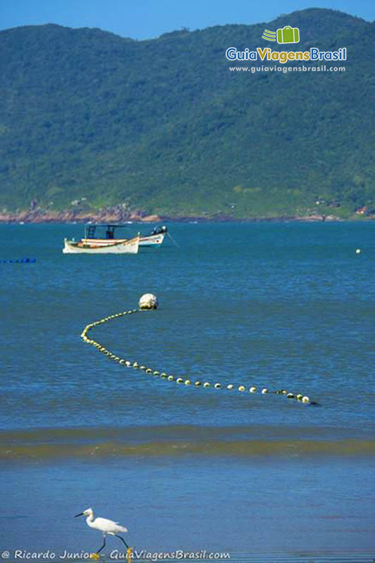 Imagem de pássaro na beira do mar e ao fundo um barco nas águas.