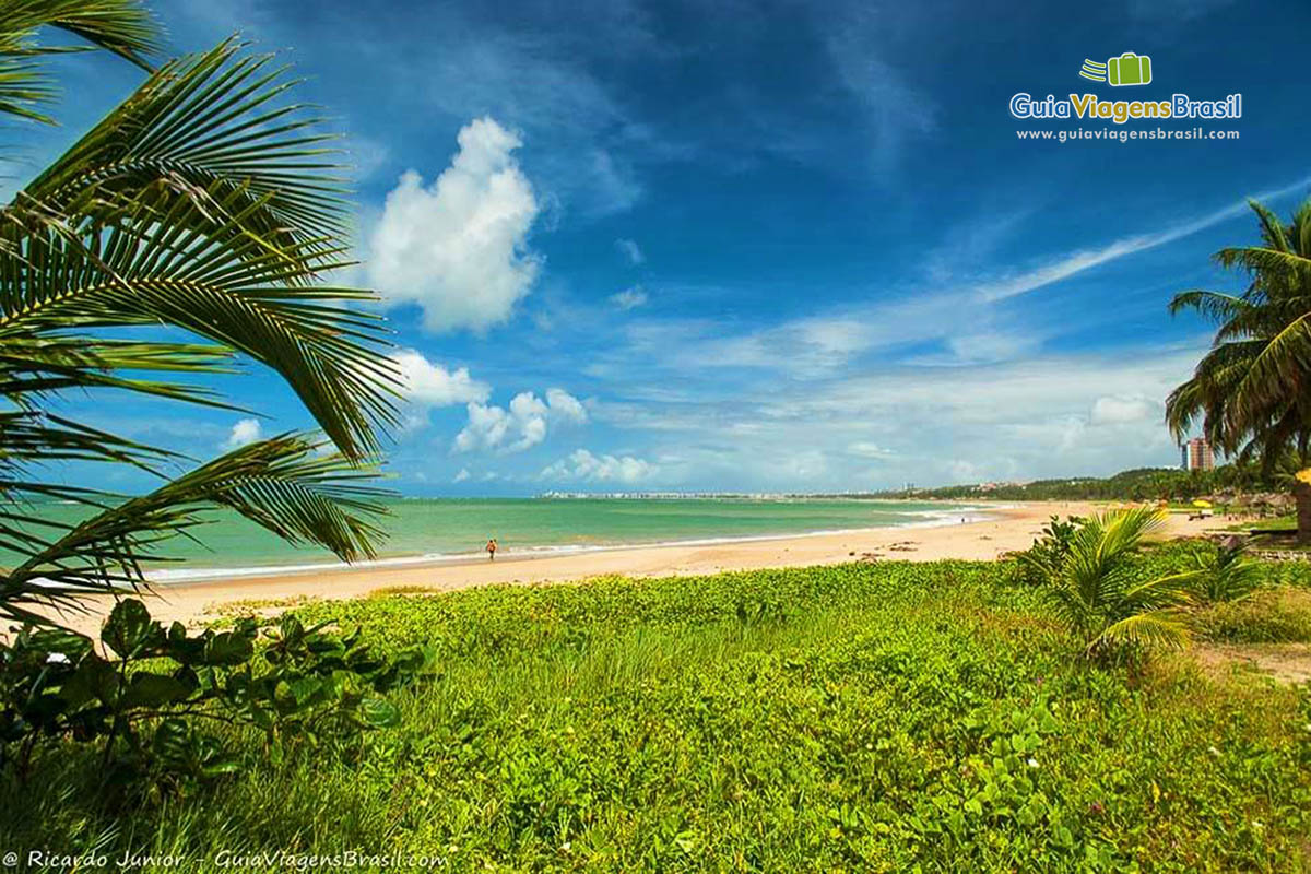 Imagem da bela vegetação na Praia Guaxuma em Maceió.