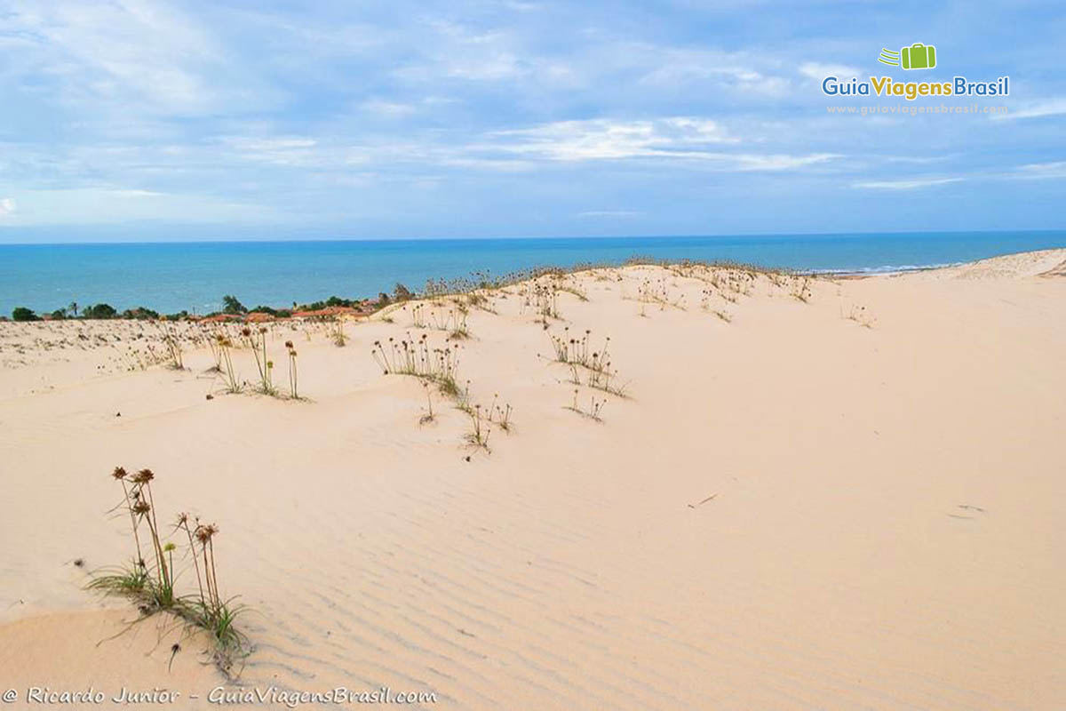 Imagem de umas flores em meio as Dunas e ao fundo o mar maravilhoso.