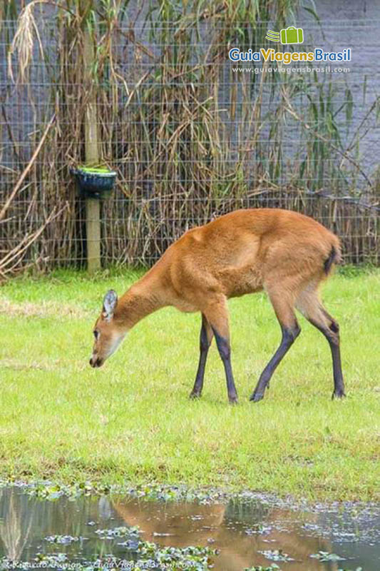 Imagem de belo bichos no zoológico.