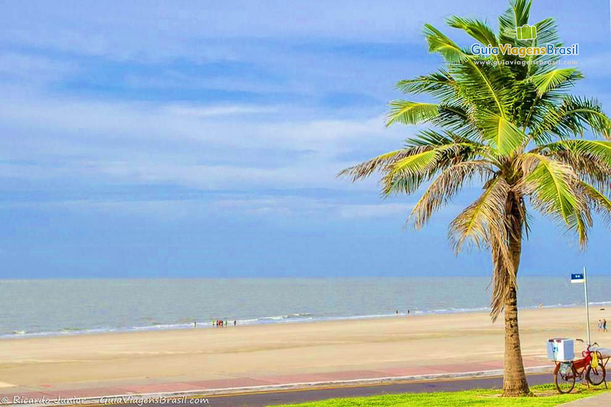 Imagem de um coqueiro e uma bicicleta parada ao lado e ao fundo a Praia São Marcos.
