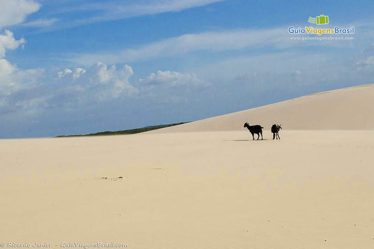 Imagem de bodes nas dunas de Santo Amaro do Maranhão.