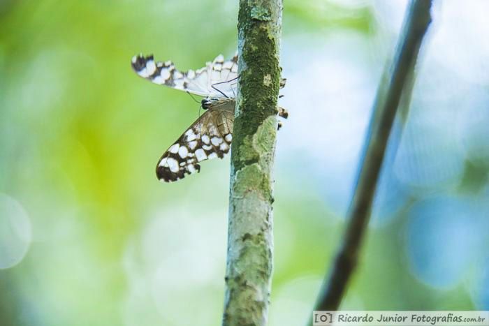 Imagem de uma borboleta na árvore no Parque das Aves, em Foz do Iguaçu.