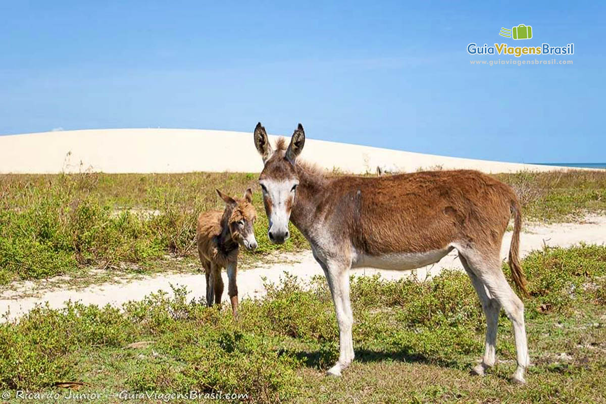 Imagem de dois burrinhos no caminho de Pedra Furada.