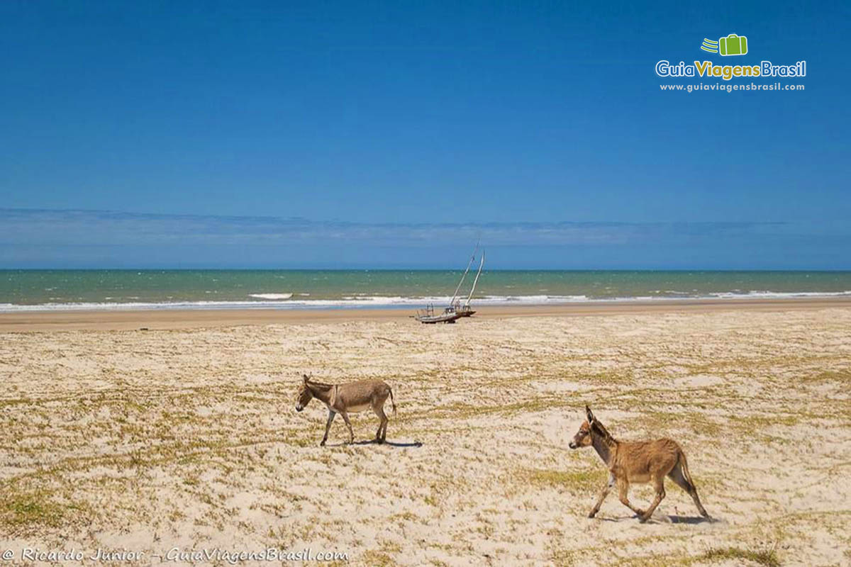 Imagem de burrinhos andando nas areias da praia.