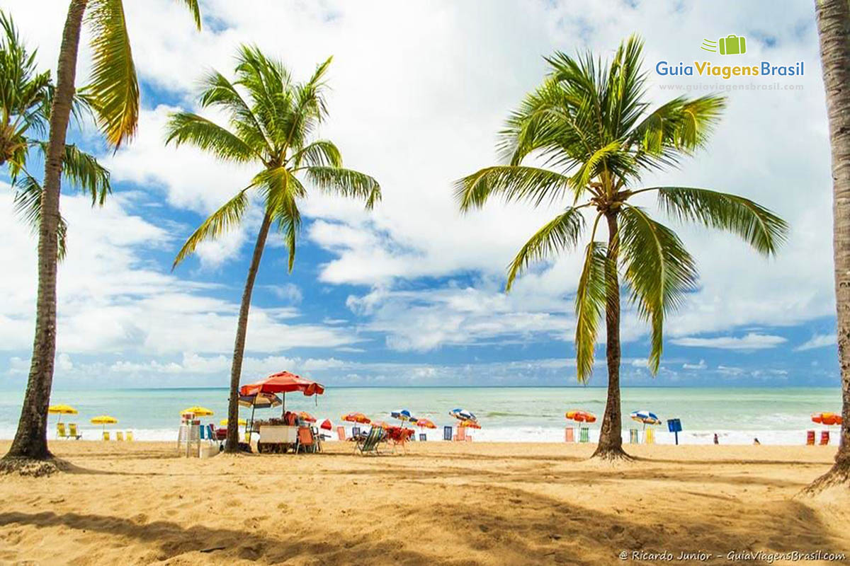 Grandes coqueiros emolduram toda a orla da praia de Boa Viagem no Recife.
