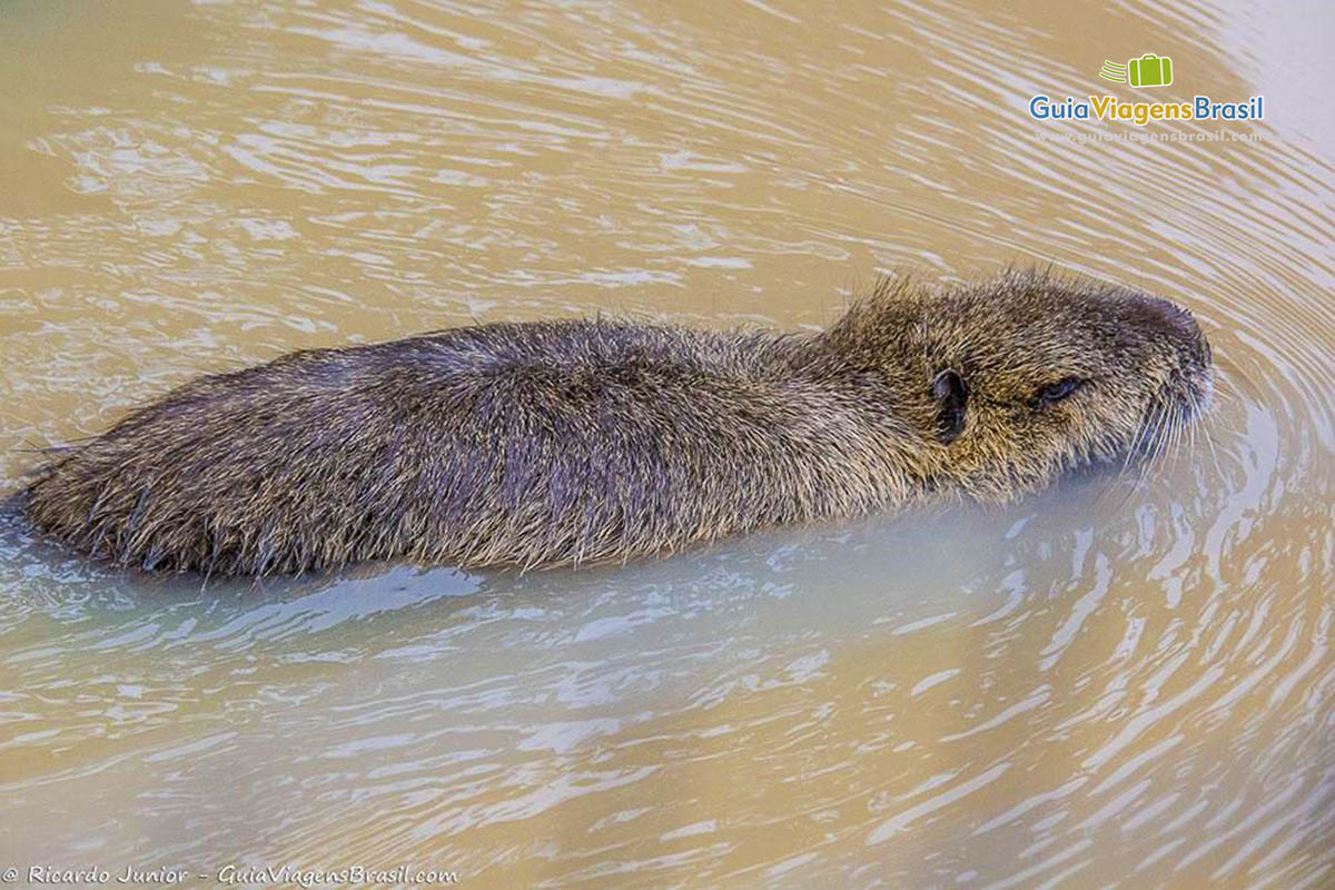 Imagem de uma capivara nas águas do gramadozoo.