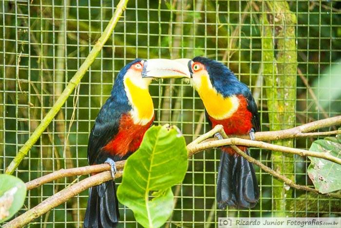 Imagem de casal de pássaros preto, amarelo e vermelho.