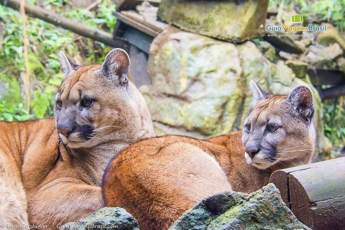 Imagem de um casal de leopardo.