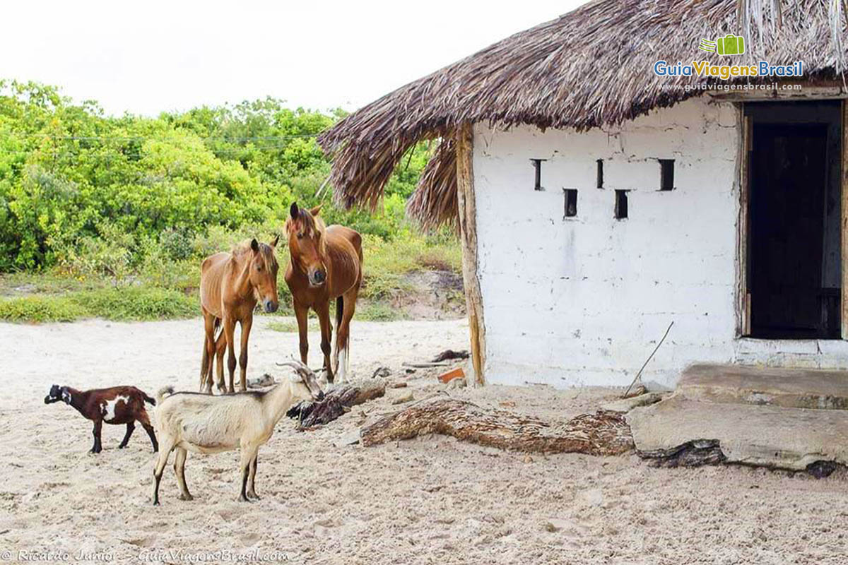 Imagem de cavalos e bezerros  juntos nas dunas.