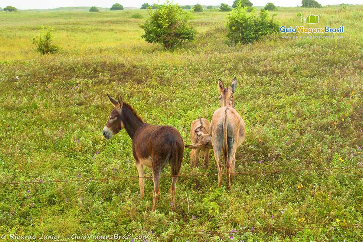 Imagem de burrinhos na Praia dos Morros.