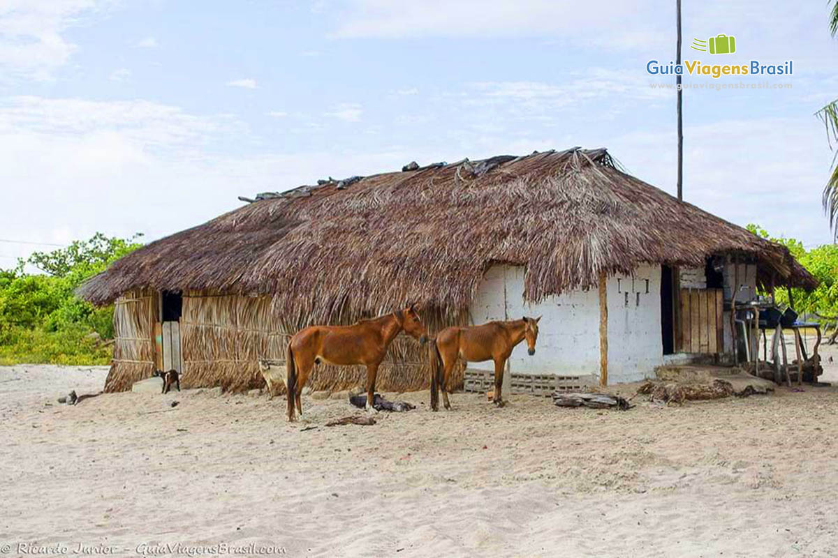 Imagem de cavalos em frente a uma simples casa em Santo Amaro.