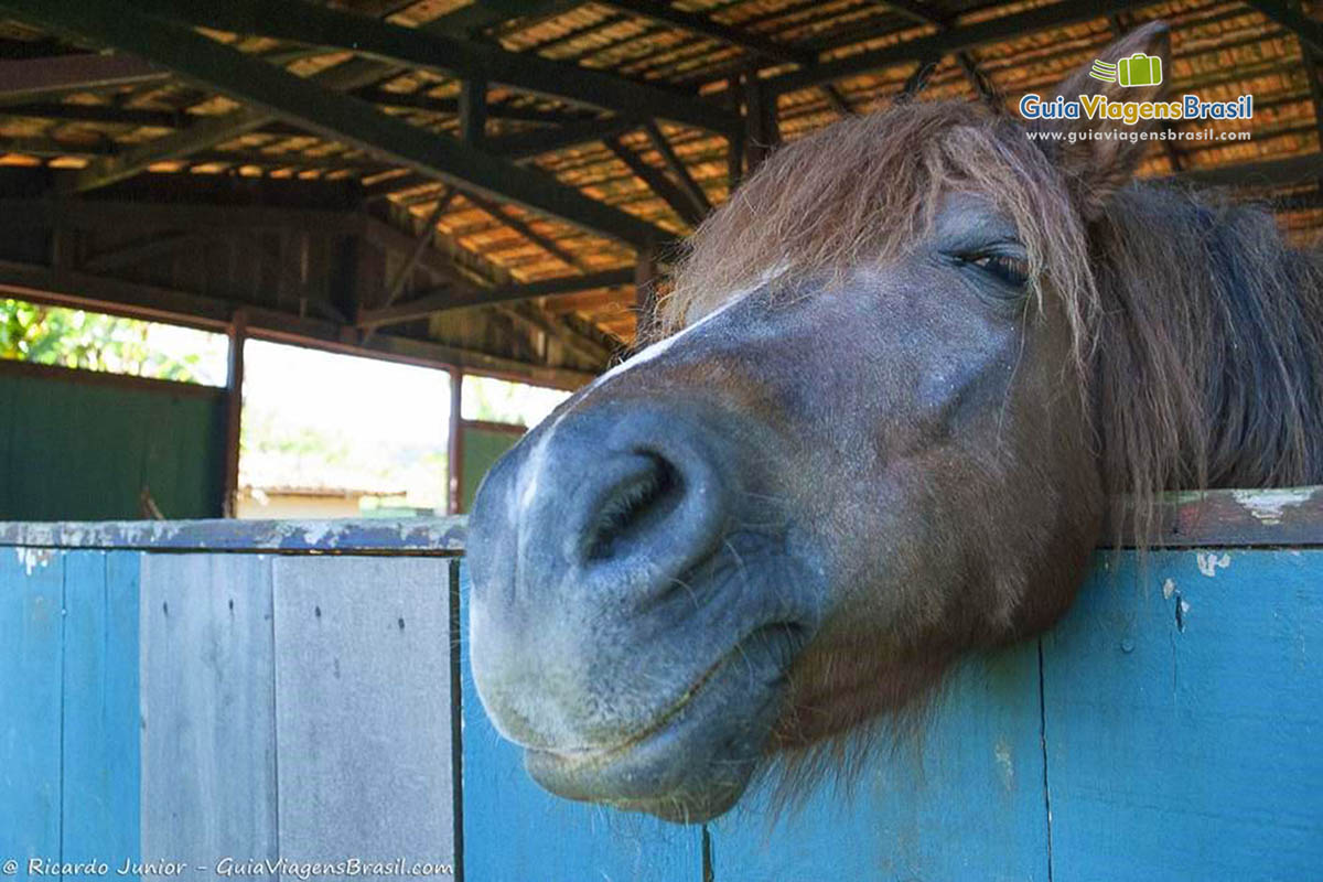 Imagem do rosto de um cavalo.