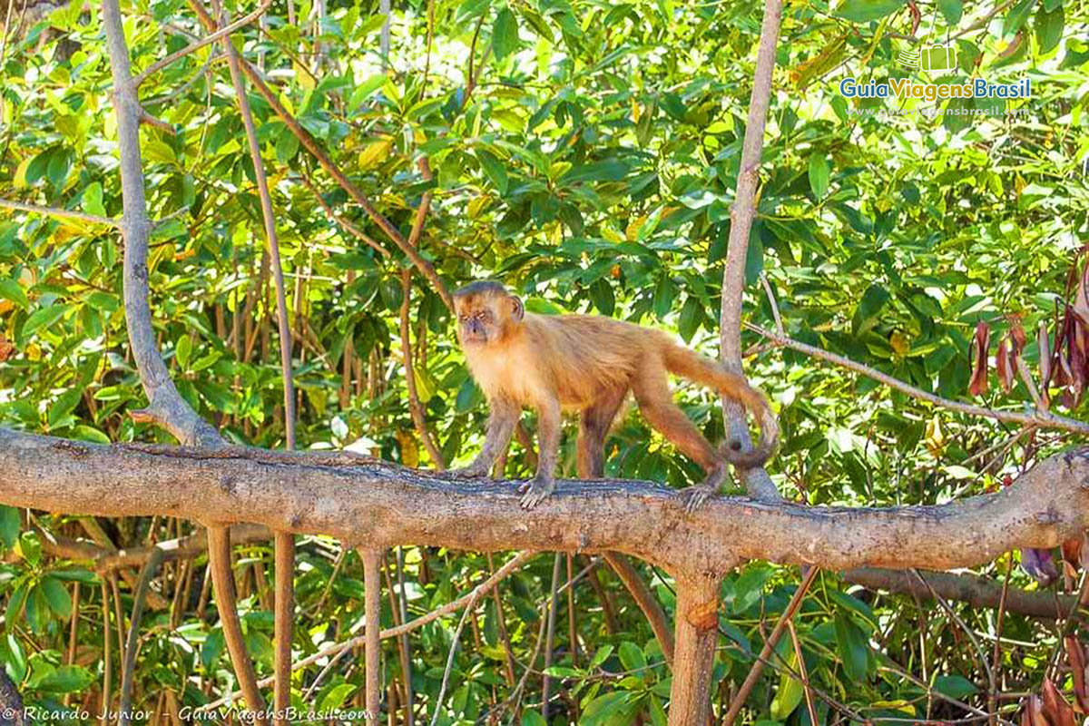 Imagem de um belo macaquinho no galho de uma árvore.