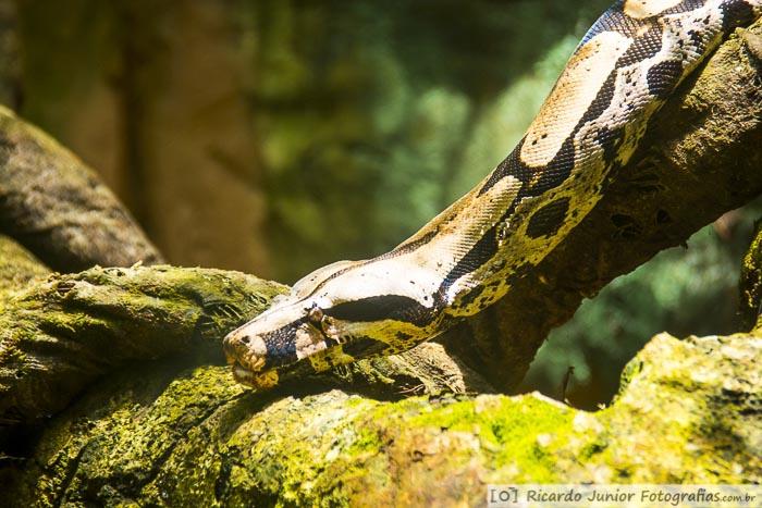 Imagem de uma cobra no Parque das Aves.