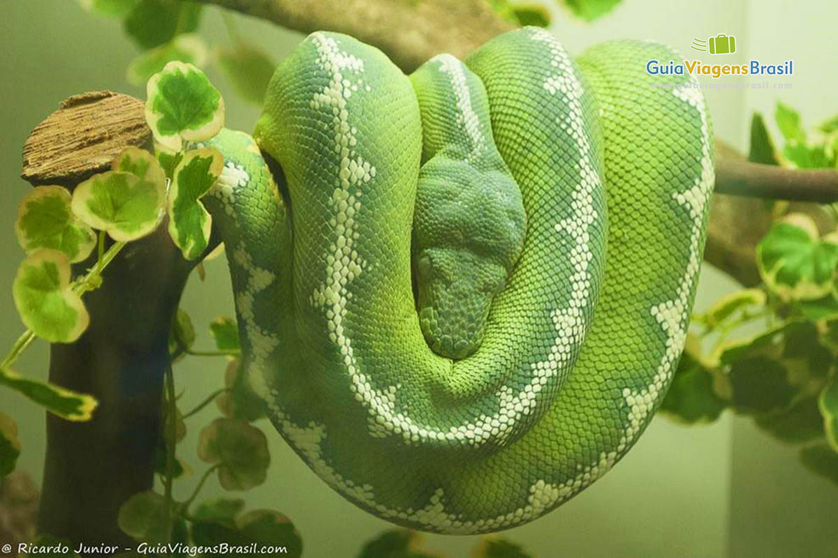 Imagem de uma cobra verde toda enrolada.