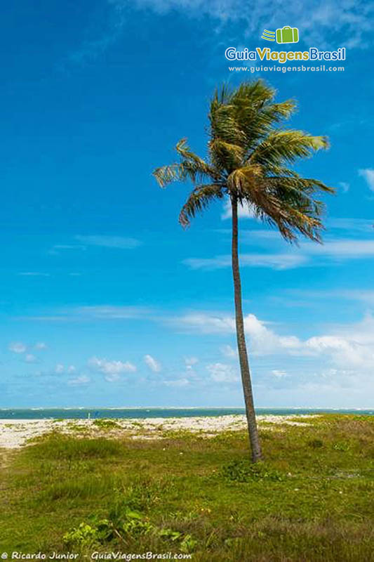 Imagem de um grande coqueiro na Praia do Saco.
